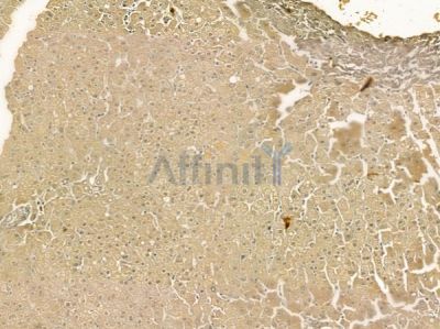 NIPSNAP1 Mouse Monoclonal Antibody - BF8743 at 1/100 staining mouse colorectal tissue by IHC-P.