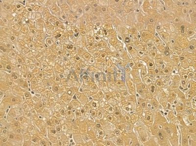 RPL8 Mouse Monoclonal Antibody - BF8744 at 1/100 staining human normal liver tissue by IHC-P.