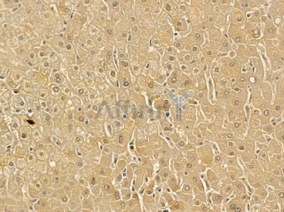 GLUD2 Mouse Monoclonal Antibody - BF8746 at 1/100 staining human normal liver tissue by IHC-P.