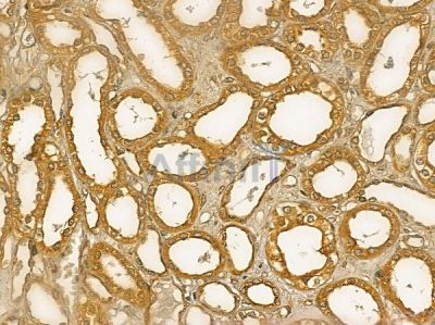 GMPPB Mouse Monoclonal Antibody - BF8748 at 1/100 staining human normal kidney tissue by IHC-P.