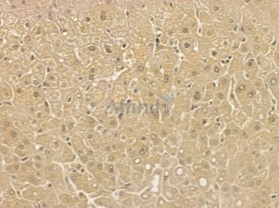 MBNL2 Mouse Monoclonal Antibody - BF8749 at 1/100 staining rat kidney tissue by IHC-P.