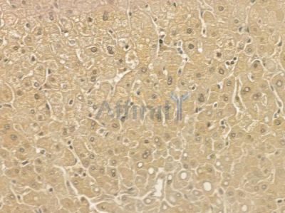 MBNL2 Mouse Monoclonal Antibody - BF8749 at 1/100 staining human normal liver tissue by IHC-P.