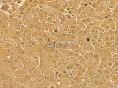 EPX Mouse Monoclonal Antibody - BF8752 at 1/100 staining rat kidney tissue by IHC-P.