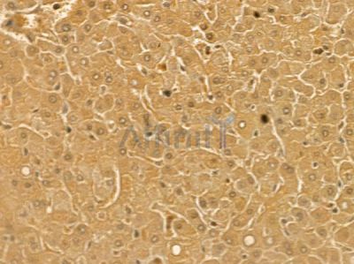 EPX Mouse Monoclonal Antibody - BF8752 at 1/100 staining human normal liver tissue by IHC-P.