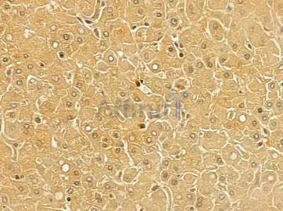 ELAC1 Mouse Monoclonal Antibody - BF8755 at 1/100 staining human normal liver tissue by IHC-P.