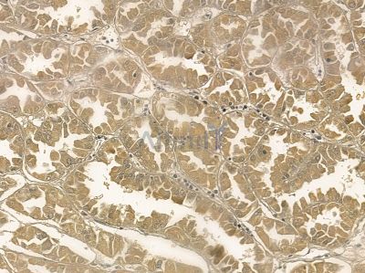 ZFAND3 Mouse Monoclonal Antibody - BF8757 at 1/100 staining mouse pancreatic tissue by IHC-P.