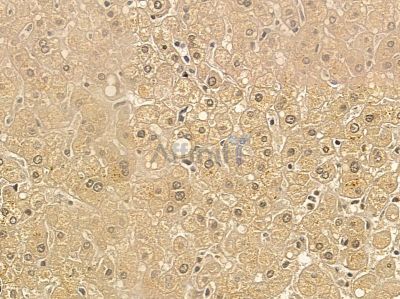 SPCS3 Mouse Monoclonal Antibody - BF8758 at 1/100 staining mouse colorectal tissue by IHC-P.