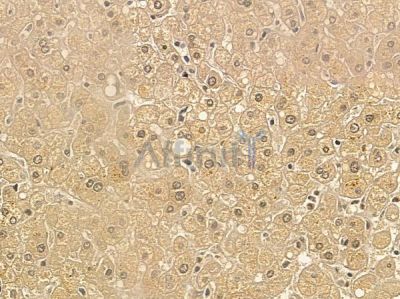 SPCS3 Mouse Monoclonal Antibody - BF8758 at 1/100 staining human normal liver tissue by IHC-P.