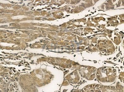 KLHL4 Mouse Monoclonal Antibody - BF8766 at 1/100 staining human normal gastric tissue by IHC-P.