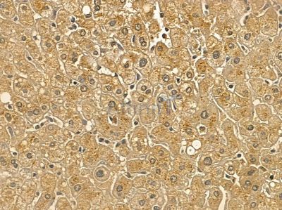 RFT1 Mouse Monoclonal Antibody - BF8768 at 1/100 staining rat kidney tissue by IHC-P.