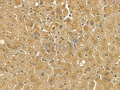 RFT1 Mouse Monoclonal Antibody - BF8768 at 1/100 staining human normal liver tissue by IHC-P.