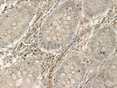 ARMC9 Mouse Monoclonal Antibody - BF8769 at 1/100 staining human normal colon tissue by IHC-P.