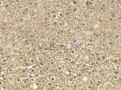 RUFY3 Mouse Monoclonal Antibody - BF8772 at 1/100 staining human normal liver tissue by IHC-P.