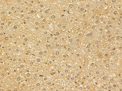 HNF1A Mouse Monoclonal Antibody - BF8874 at 1/100 staining mouse liver tissue by IHC-P.
