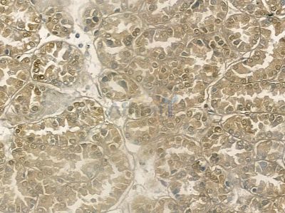 ZNF295 Antibody - DF10017 at 1/100 staining mouse pancreatic tissue by IHC-P.