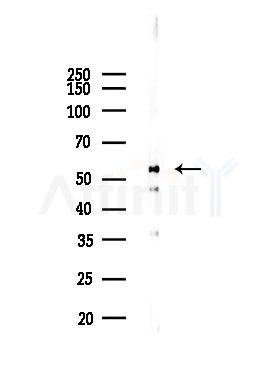 CD2L6 Antibody - Western blot analysis of lysates from Mouse lung, using CD2L6 Antibody at 1/1000 dilution.