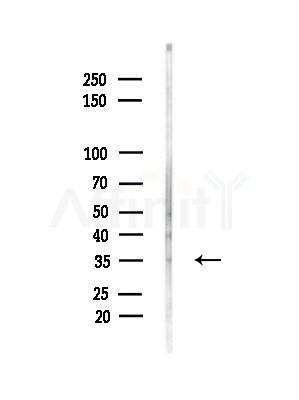MAGEA6 Antibody - Western blot analysis of lysates from RAW264.