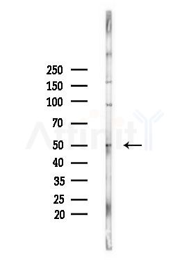 MAGB6 Antibody - Western blot analysis of lysates from PC12 cells(heat-shock,45min treatment), using MAGB6 Antibody at 1/1000 dilution.