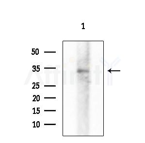 ATOH8 Antibody - Western blot analysis of extracts from Rat brain, using ATOH8 Antibody at 1/1000 dilution.