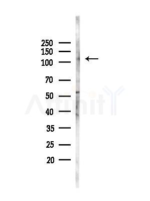 LARP2 Antibody - Western blot analysis of lysates from Mouse testis, using LARP2 Antibody at 1/1000 dilution.