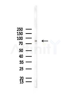 ZNF227 Antibody - Western blot analysis of lysates from Mouse testis, using ZNF227 Antibody at 1/1000 dilution.