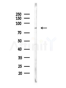 ZNF227 Antibody - Western blot analysis of lysates from RAW264.