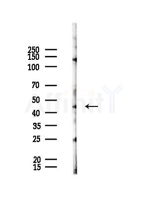TUSC4 Antibody - Western blot analysis of lysates from Rat testis, using TUSC4 Antibody at 1/1000 dilution.
