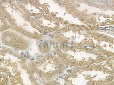CCBE1 Antibody - DF10092 at 1/100 staining human normal kidney tissue by IHC-P.