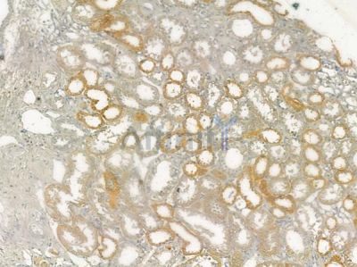 COX7B Antibody - DF10093 at 1/100 staining human normal kidney tissue by IHC-P.