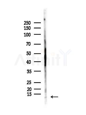 COX7B Antibody - Western blot analysis of lysates from Rat brain, using COX7B Antibody at 1/1000 dilution.