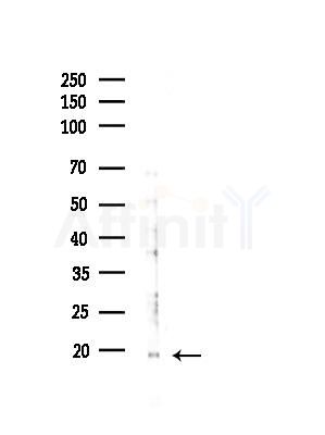COX82 Antibody - Western blot analysis of lysates from 3T3-L1 cells(heat-shock,45min treatment), using COX82 Antibody at 1/1000 dilution.