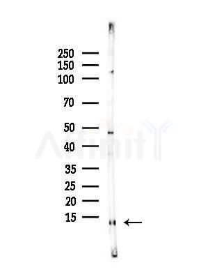 COX6B2 Antibody - Western blot analysis of lysates from Mouse testis, using COX6B2 Antibody at 1/1000 dilution.