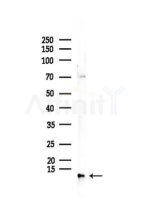 COX6B2 Antibody - Western blot analysis of lysates from Mouse testis, using COX6B2 Antibody at 1/1000 dilution.