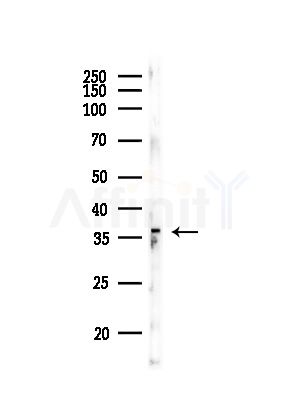 DNAJB2 Antibody - Western blot analysis of lysates from RAW264.