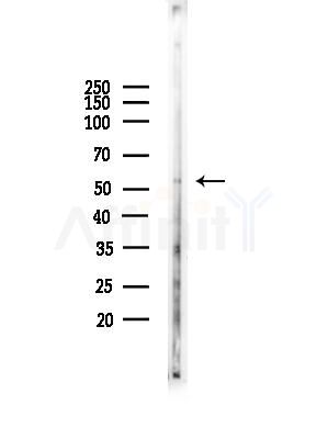 EMID2 Antibody - Western blot analysis of lysates from Mouse testis, using EMID2 Antibody at 1/1000 dilution.