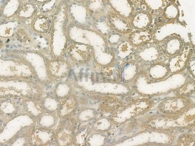 GRIK5 Antibody - DF10104 at 1/100 staining human normal kidney tissue by IHC-P.