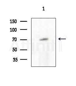 KRT84 Antibody - Western blot analysis of extracts from COLO205 cells, using KRT84 Antibody at 1/1000 dilution.
