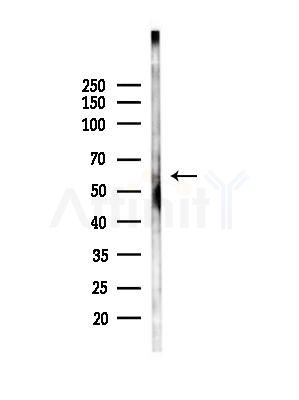 NEK3 Antibody - Western blot analysis of lysates from Mouse testis, using NEK3 Antibody at 1/1000 dilution.