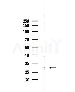 TSSK6 Antibody - Western blot analysis of lysates from Mouse liver, using TSSK6 Antibody at 1/1000 dilution.