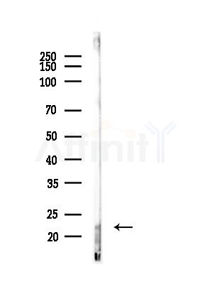 CD300LB Antibody - Western blot analysis of lysates from Mouse brain, using CD300LB Antibody at 1/1000 dilution.