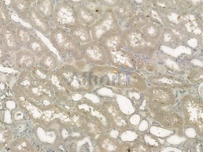 CD300LB Antibody - DF10157 at 1/100 staining human normal kidney tissue by IHC-P.