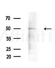 ECM1 Antibody - Western blot analysis of extracts from RAW264.