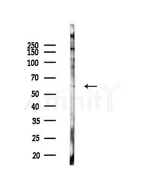 ECM1 Antibody - Western blot analysis of lysates from RAW264.