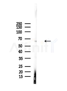 PODXL2 Antibody - Western blot analysis of lysates from Rat liver, using PODXL2 Antibody at 1/1000 dilution.