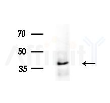 SFRP1 Antibody - Western blot analysis of extracts from PC12 cells, using SFRP1 Antibody at 1/1000 dilution.
