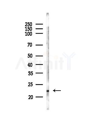 CDO1 Antibody - Western blot analysis of lysates from Mouse liver, using CDO1 Antibody at 1/1000 dilution.