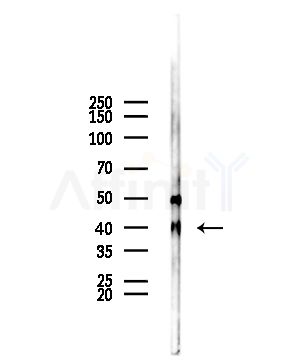 CDC37L1 Antibody - Western blot analysis of lysates from Rat brain, using CDC37L1 Antibody at 1/1000 dilution.