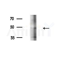 PSG3 Antibody - Western blot analysis of extracts from Mouse liver, using PSG3 Antibody at 1/1000 dilution.