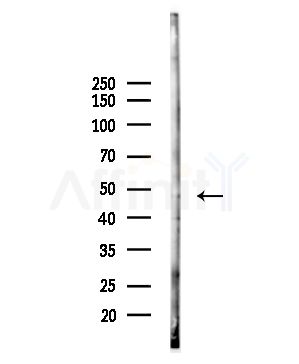 PSG3 Antibody - Western blot analysis of lysates from Mouse liver, using PSG3 Antibody at 1/1000 dilution.