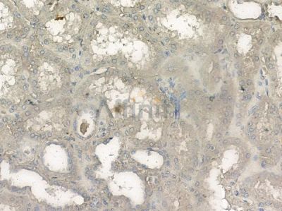 DNER Antibody - DF10181 at 1/100 staining human normal kidney tissue by IHC-P.